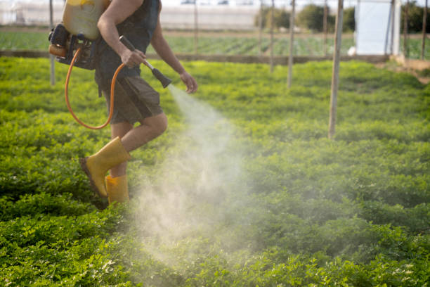 Wasp Removal Services in Newport, TN