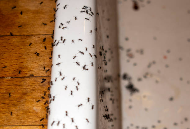 Wildlife Control Services in Newport, TN